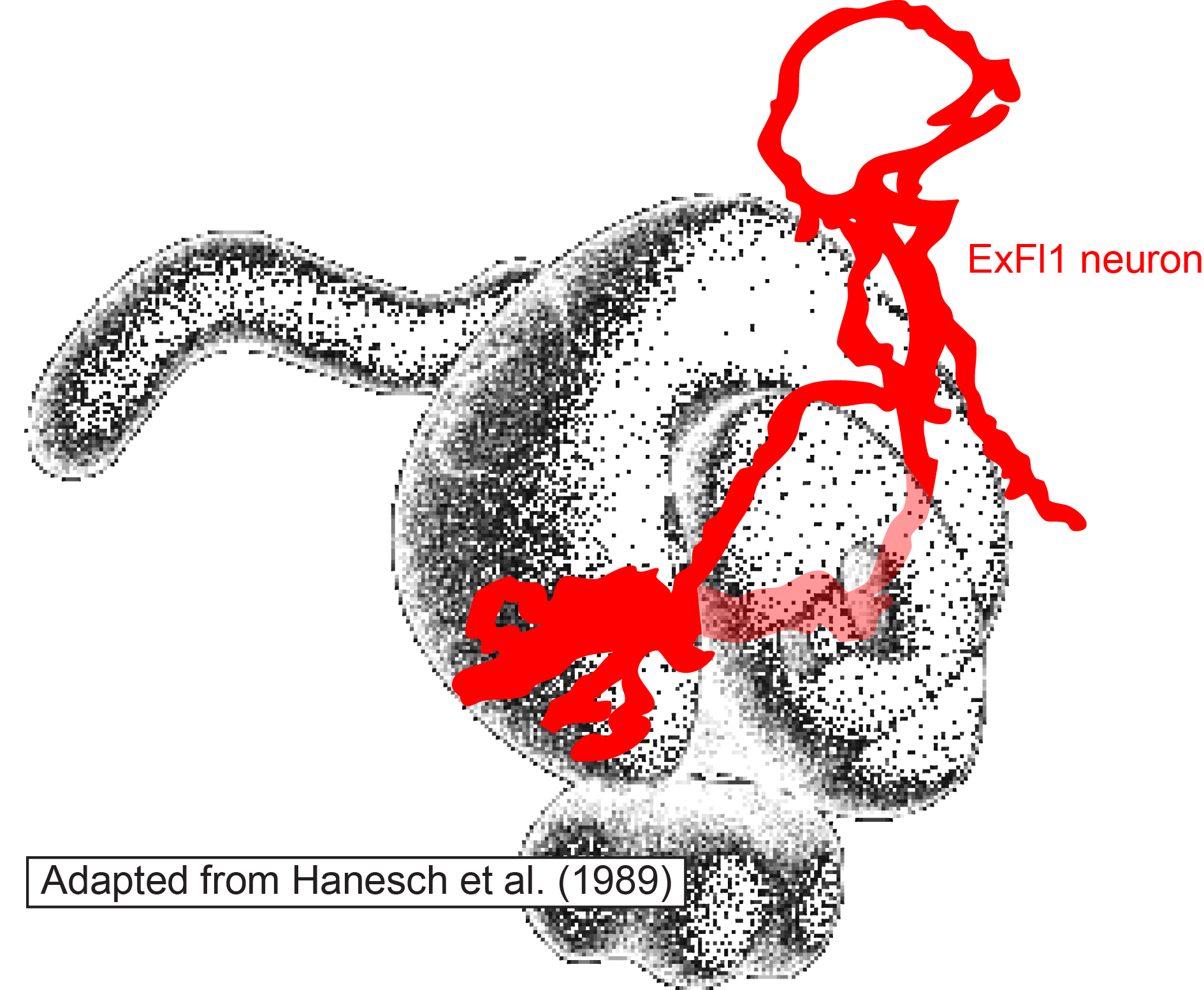 ExFl1 neuron with central complex neuropils