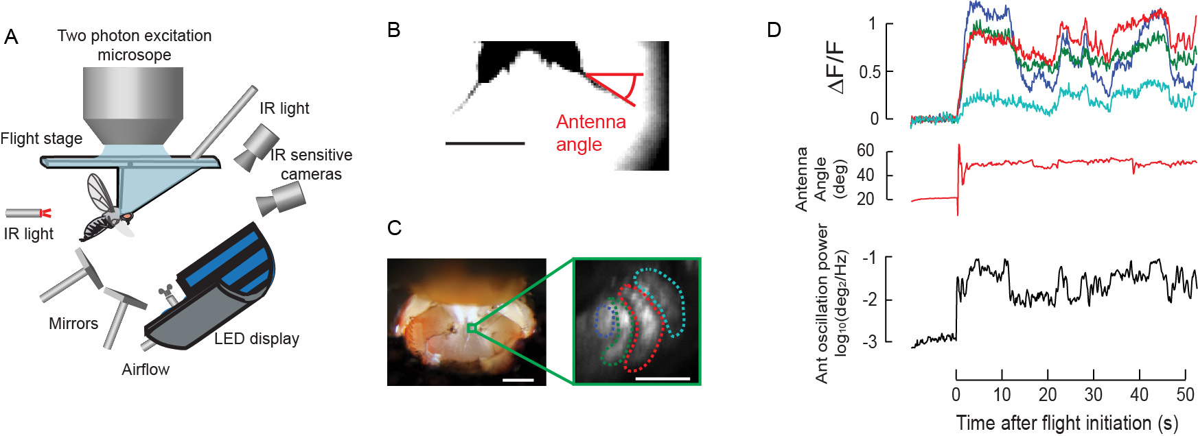 Simultaneous 2-photon calcium imaging and antenna tracking in a flying fruit fly