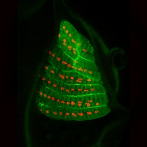 ImageJ=1.47vunit=micron