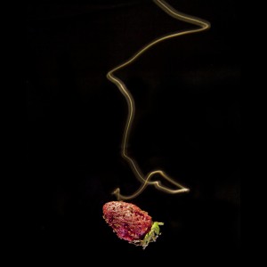 A_fly_landing_on_strawberry